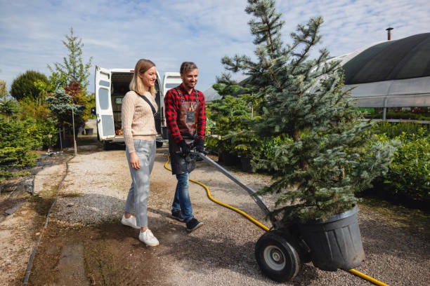 Best Affordable Tree Cutting  in , DC